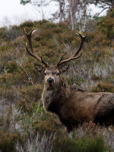 Ron Bury's Wildlife Galleries